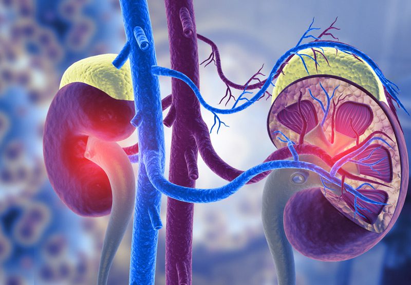 3D-anatomical-illustration-of-human-kidneys