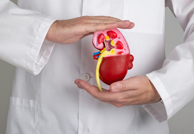 A-doctor-holding-kidney-shaped-models