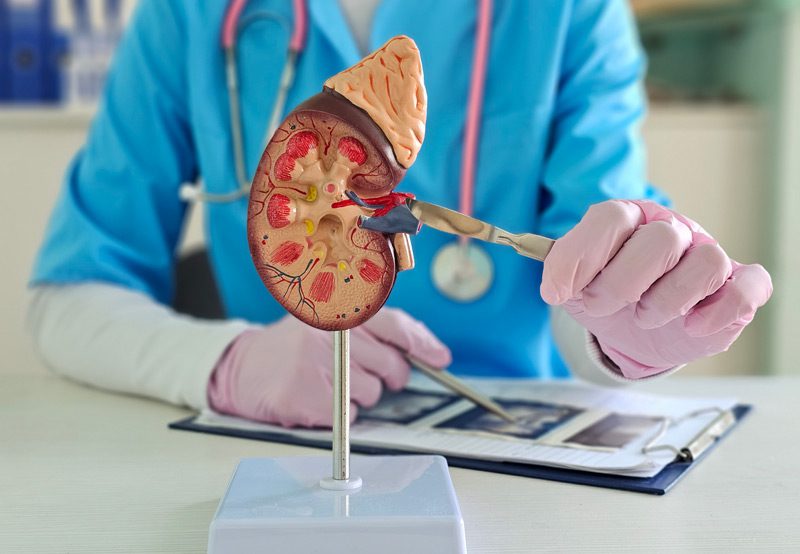 Concept-of-kidney-surgery-with-3D-model