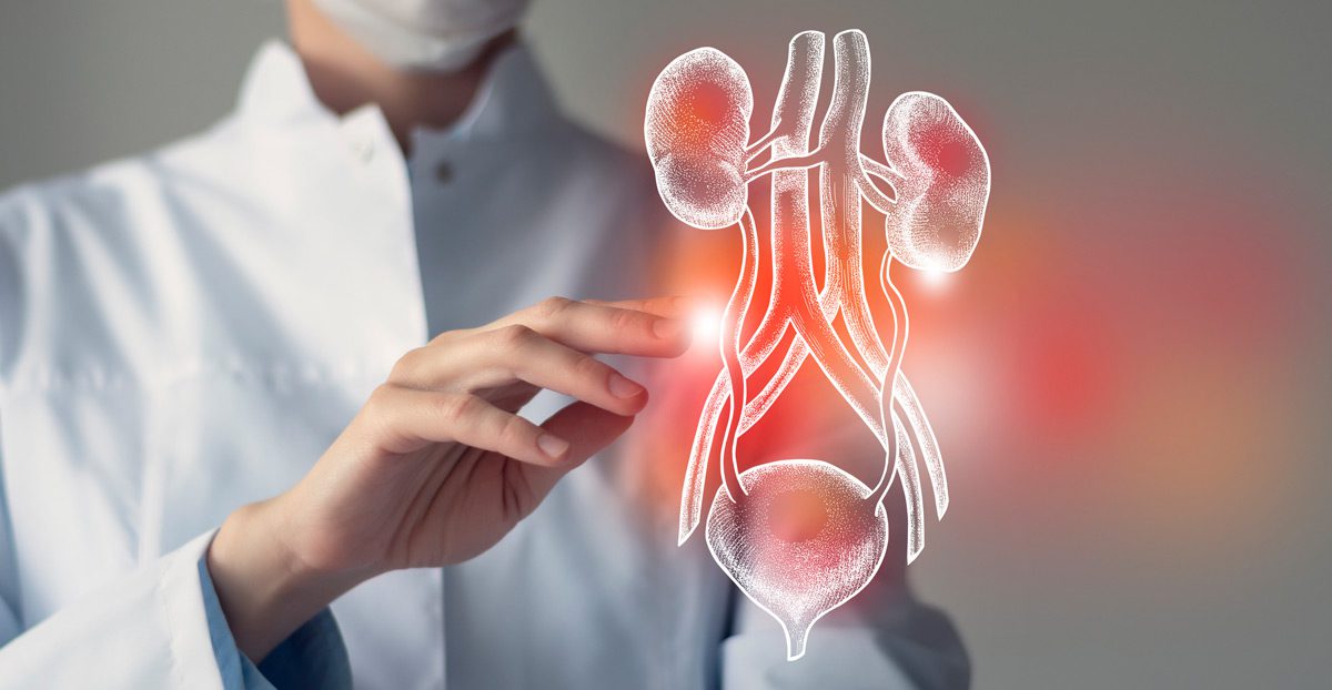 Doctor-with-highlighted-illustration-of-urinary-system Doctor-with-highlighted-illustration-of-urinary-system