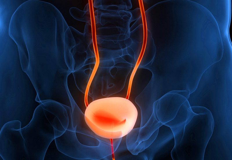 Illustration-of-bladder-anatomy