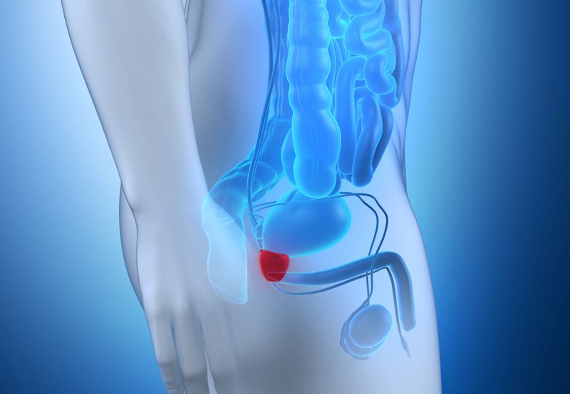 Illustration-showing-lateral-view-of-male-prostate-anatomy